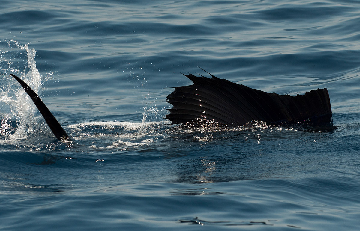 Costa Rica Sportfishing Charters – Blue water sport fishing trips